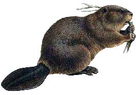 beaver1.jpg