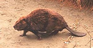beaver61.jpg