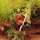 beaveralot.jpg